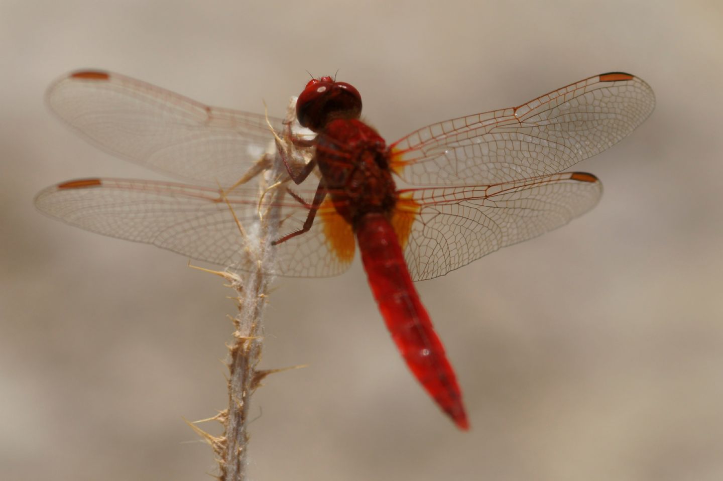 Aiuto classificazione: Crocothemis erythraea